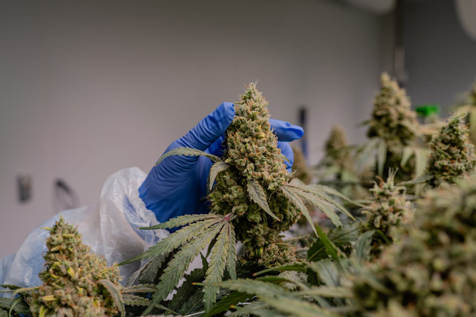 Close inspection of a flowering cannabis plant during GACP-certified harvest