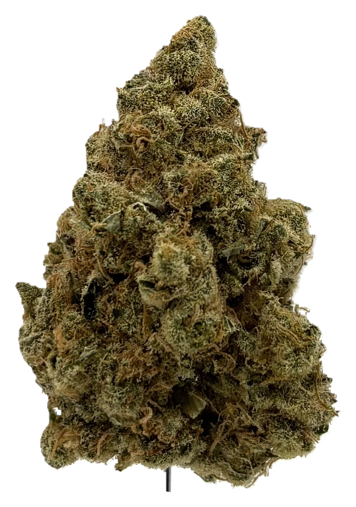 Mimosa
